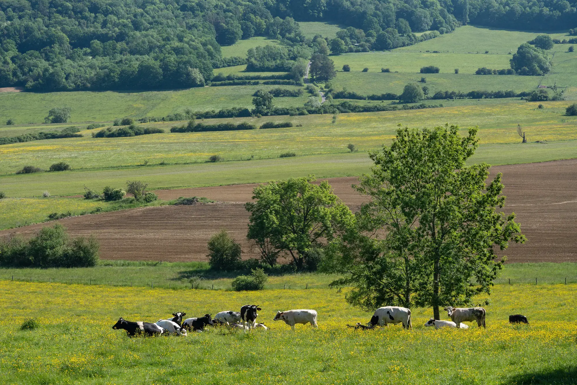 Campagne Illoud