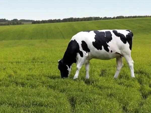 24h dans la vie d’une vache Cœur de Lion