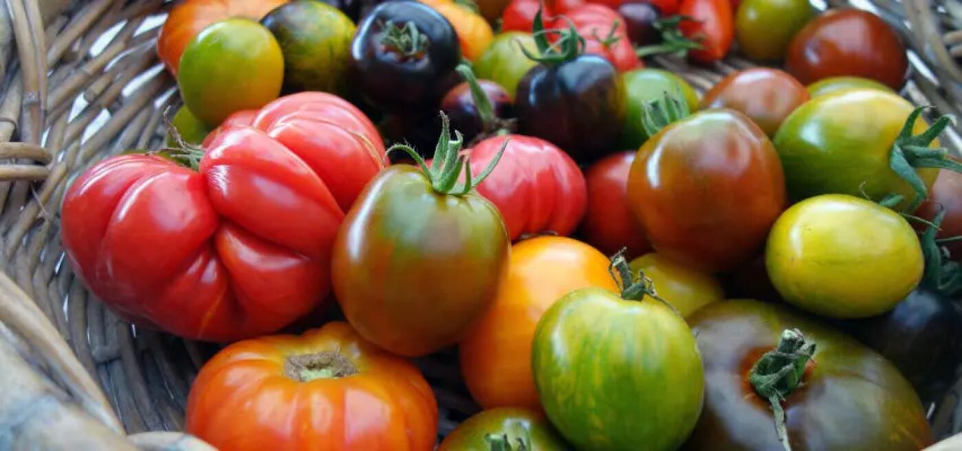 TH05_tomates-varietes-couleurs