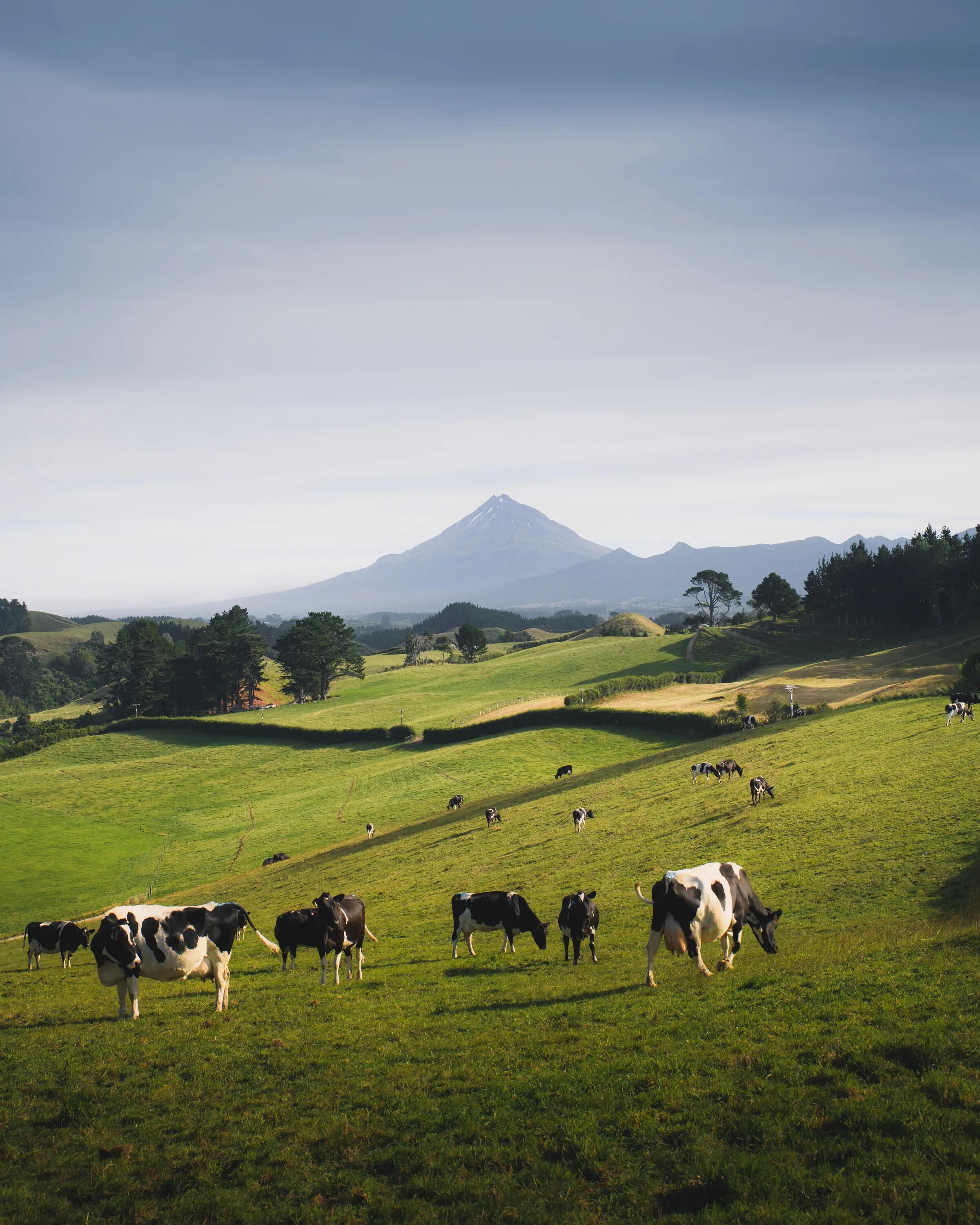 Troupeau vaches RMT