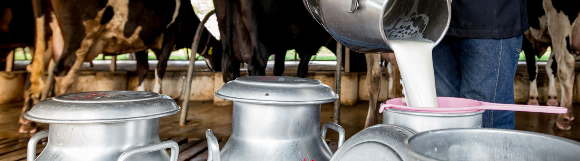 Fromage & lait local : les marques s'engagent