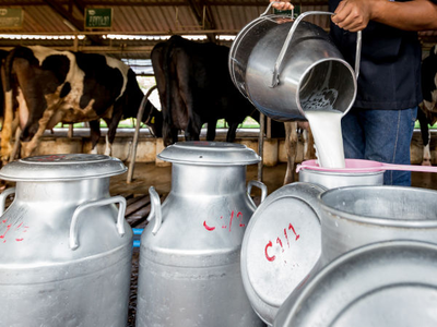 Fromage & lait local : les marques s'engagent