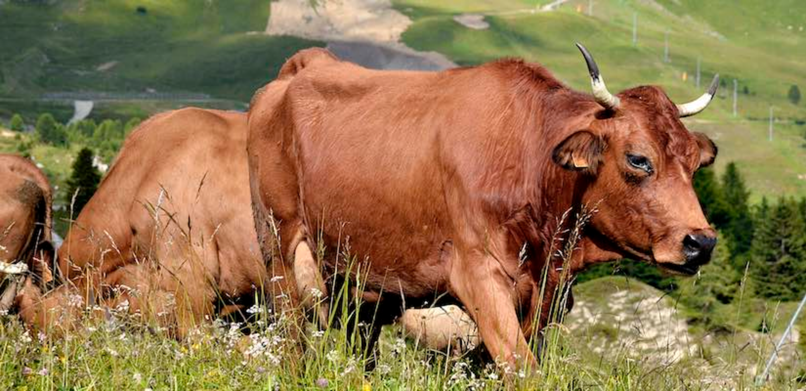 Vache de montagne