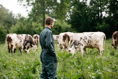 Vaches normandes