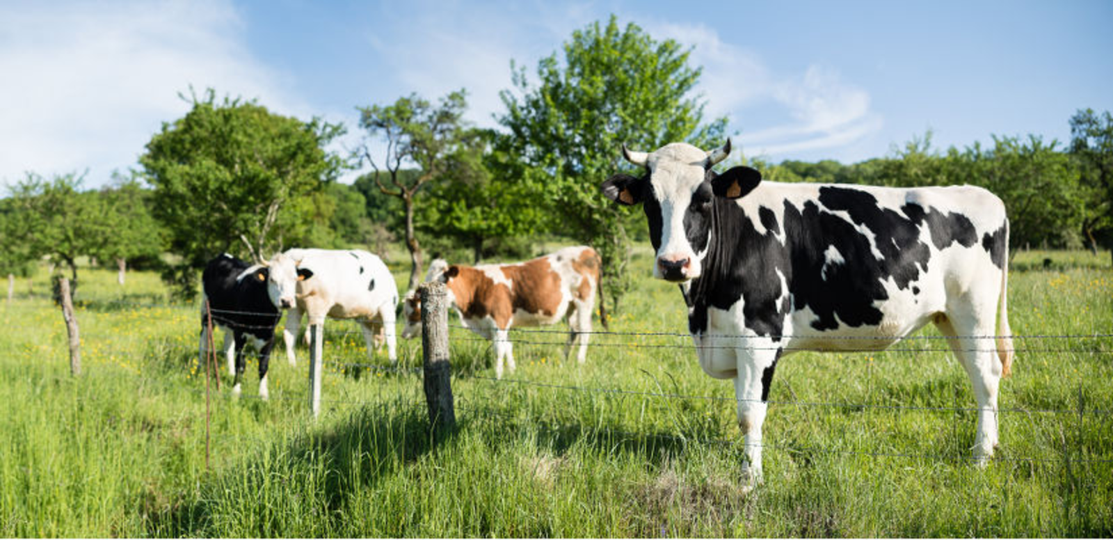 TH05_vaches-caprice-dans-le-pre