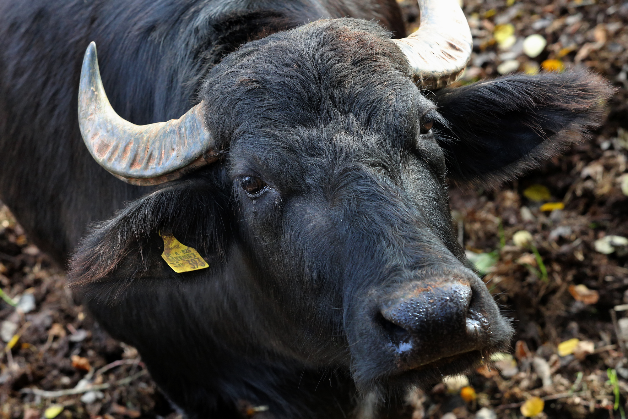 Lait de bufflonne