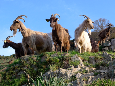 Le petit coin de paradis des bergers corses