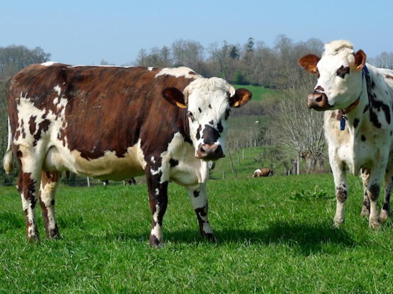 La Normande sans se tromper