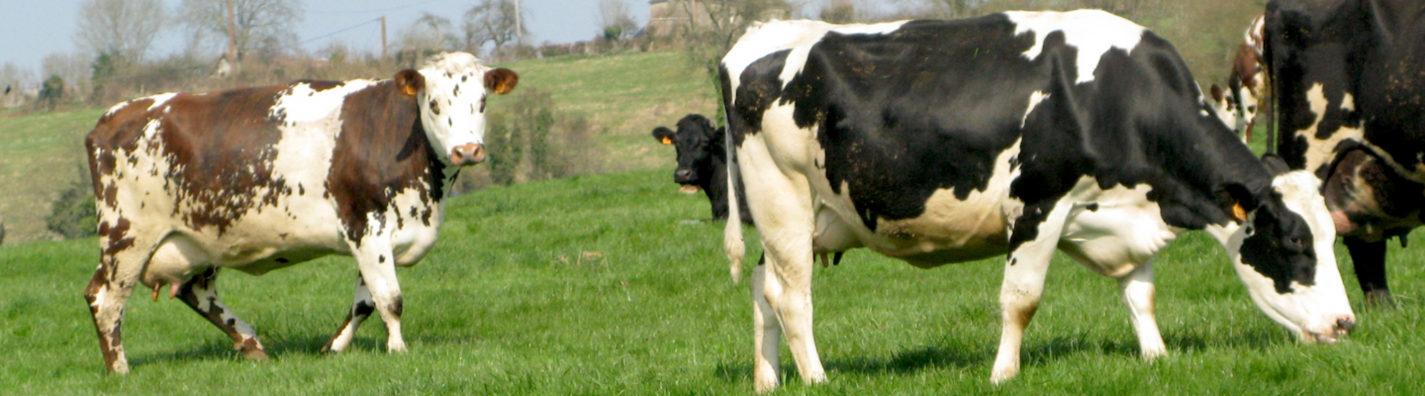 La Normande sans se tromper