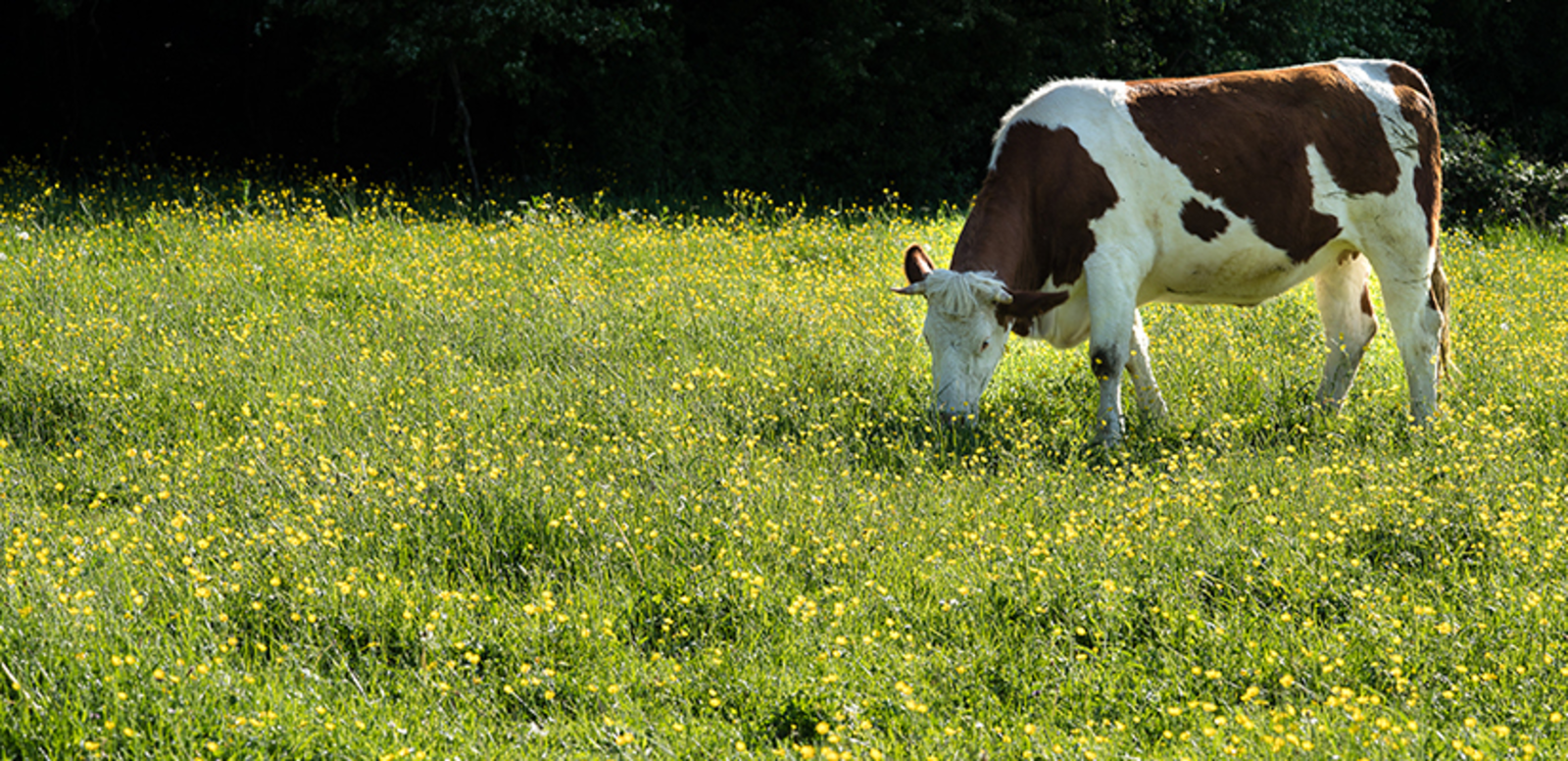 Vache broutant dans le pré (TH05)