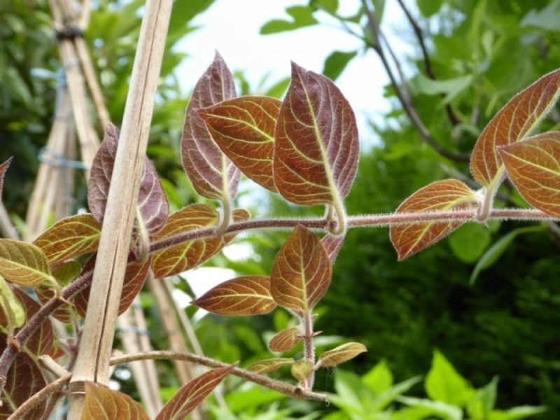 Il existe une plante au goût de fromage