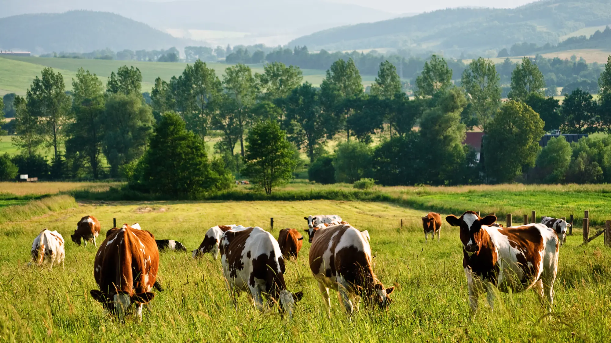 Vaches  libre de droit