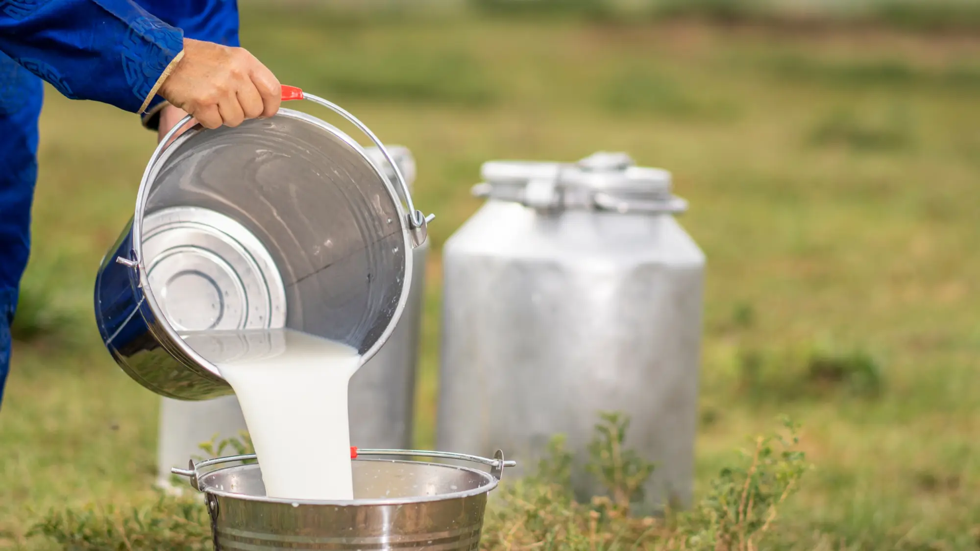 Lait  libre de droit